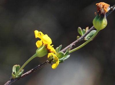Othonna ramulosa, photographed by Tony Rebelo
