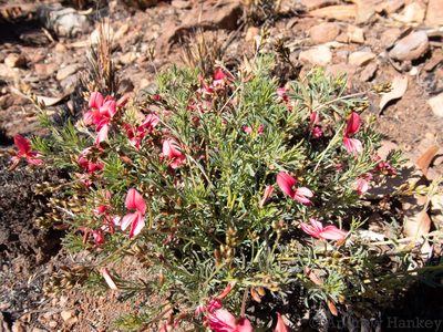 Indigofera hedyantha, photographed by Andrew Hankey
