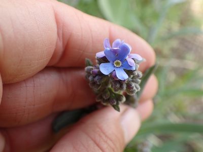 Hackelia micrantha, photographed by Ellyne Geurts