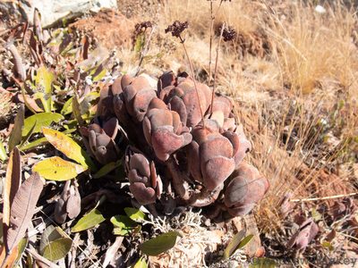 Crassula globularioides, photographed by Andrew Hankey