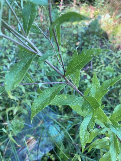 Pentanema helveticum, photographed by norgram