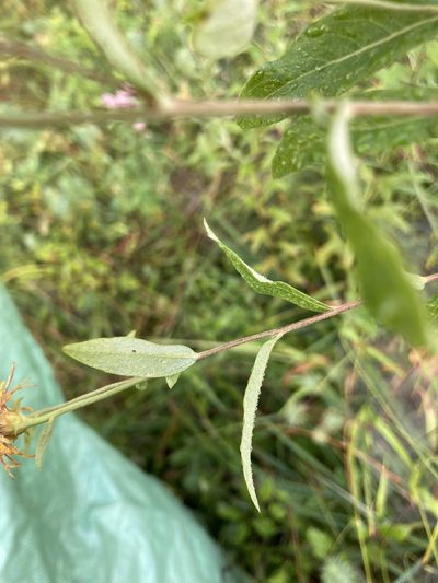 Pentanema helveticum, photographed by norgram