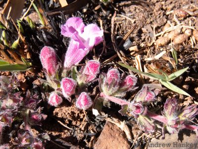 Graderia subintegra, photographed by Andrew Hankey