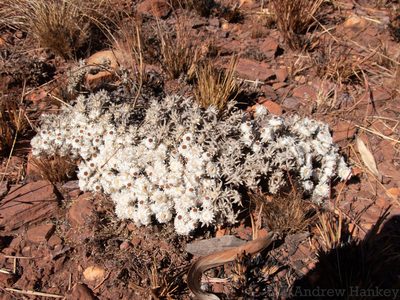 Helichrysum cerastoides, photographed by Andrew Hankey