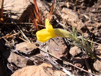 Pearsonia sessilifolia, photographed by Andrew Hankey