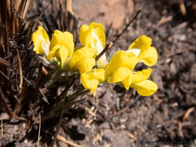 Pearsonia sessilifolia, photographed by Andrew Hankey