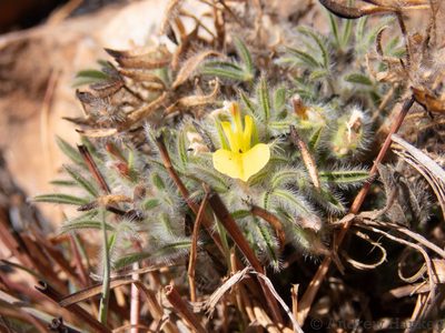 Leobordea eriantha, photographed by Andrew Hankey