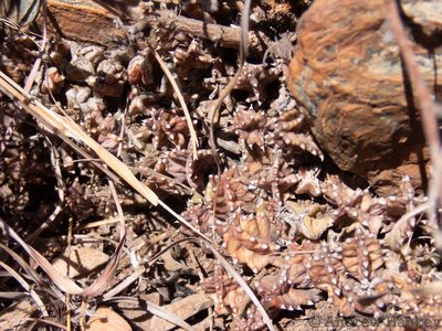 Huernia loeseneriana, photographed by Andrew Hankey