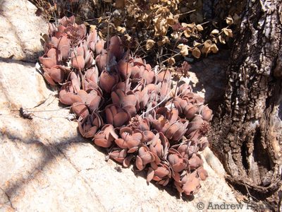 Crassula globularioides, photographed by Andrew Hankey