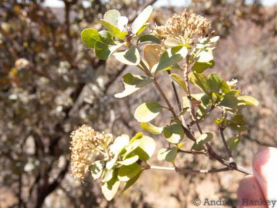 Nuxia congesta, photographed by Andrew Hankey
