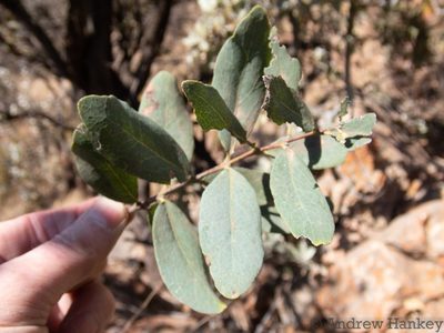 Euclea crispa, photographed by Andrew Hankey