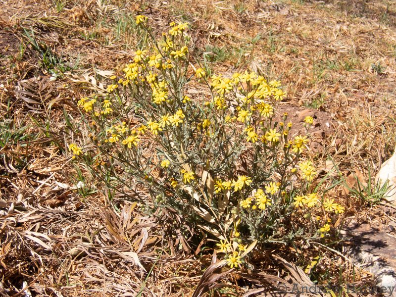 Senecio consanguineus, photographed by Andrew Hankey