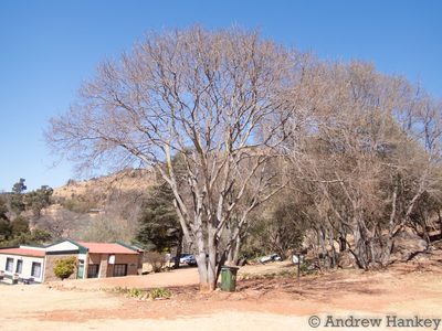 Celtis africana, photographed by Andrew Hankey