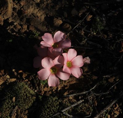 Oxalis convexula, photographed by Tony Rebelo