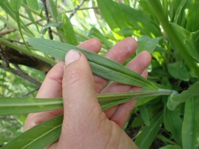 Hackelia micrantha, photographed by Ellyne Geurts