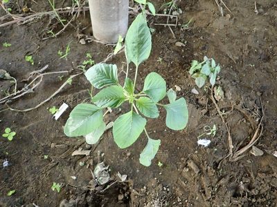 Amaranthus viridis, photographed by 高山田鼠