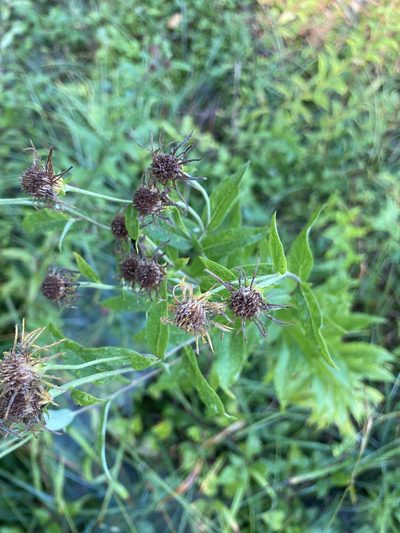 Pentanema helveticum, photographed by norgram