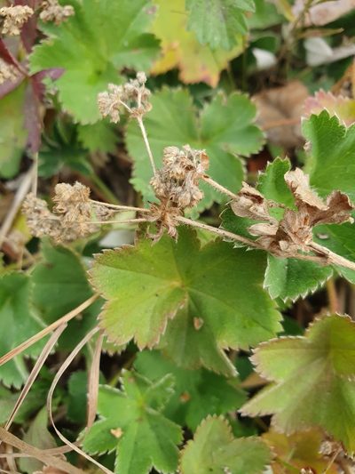Alchemilla glaucescens, photographed by Michael D. Pirie