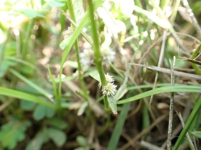 Alternanthera sessilis, photographed by 高山田鼠