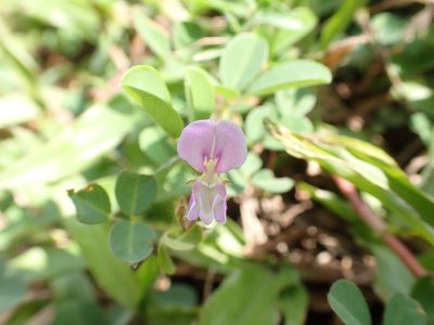 Grona heterophylla, photographed by 高山田鼠