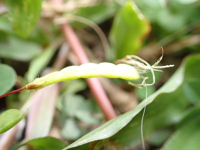 Grona heterophylla, photographed by 高山田鼠