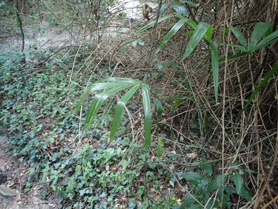 Trachycarpus fortunei, photographed by Dr. Guido Bohne