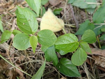Acalypha australis, photographed by 高山田鼠