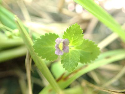 Stemodia verticillata, photographed by 高山田鼠