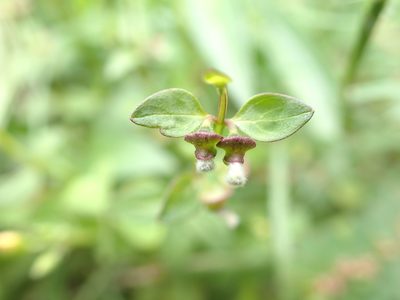 Scutellaria barbata, photographed by 高山田鼠