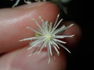 Clematis glycinoides, photographed by Thomas Mesaglio