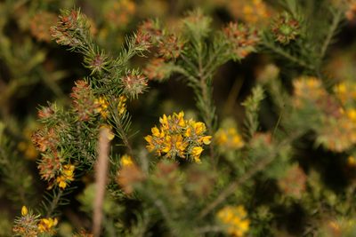 Phyllota phylicoides, photographed by Greg Tasney
