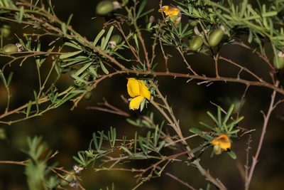 Gompholobium latifolium, photographed by Greg Tasney