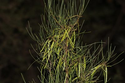 Acacia juncifolia, photographed by Greg Tasney