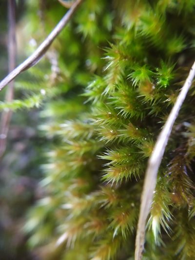 Orthothecium rufescens, photographed by carnifex