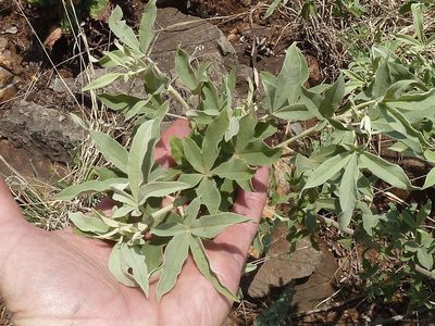 Vitex zeyheri, photographed by Andrew Hankey