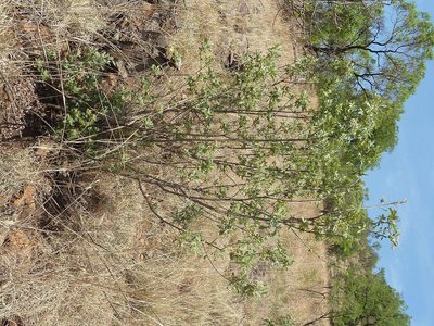 Vitex zeyheri, photographed by Andrew Hankey