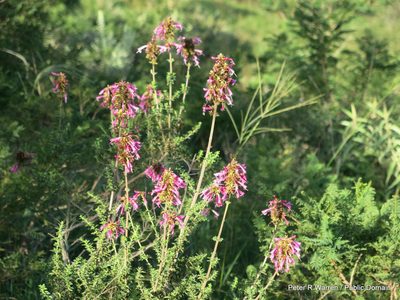 Syncolostemon densiflorus, photographed by Peter Warren