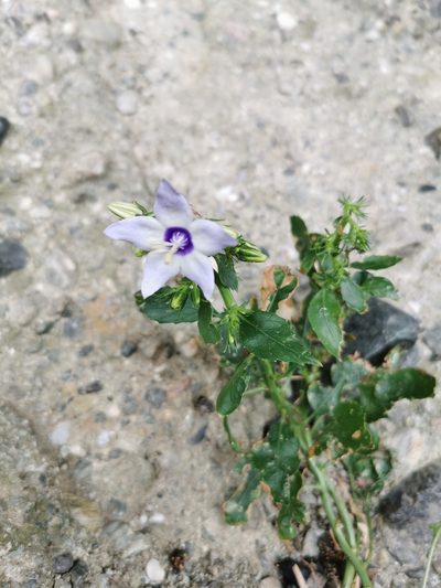 Campanula versicolor, photographed by Thor-Rune Hansen