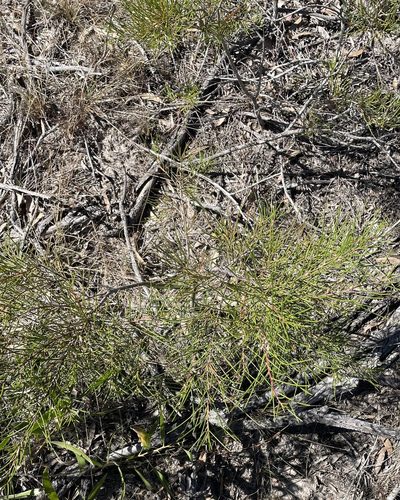 Hakea actites, photographed by Tony Eales