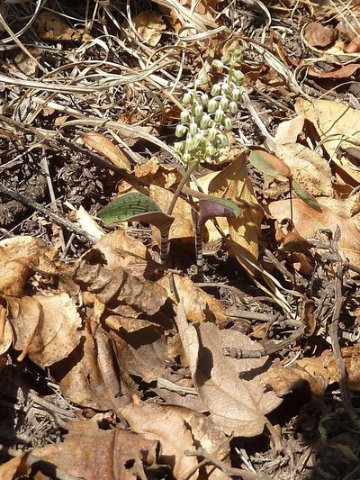 Ledebouria papillata, photographed by Andrew Hankey