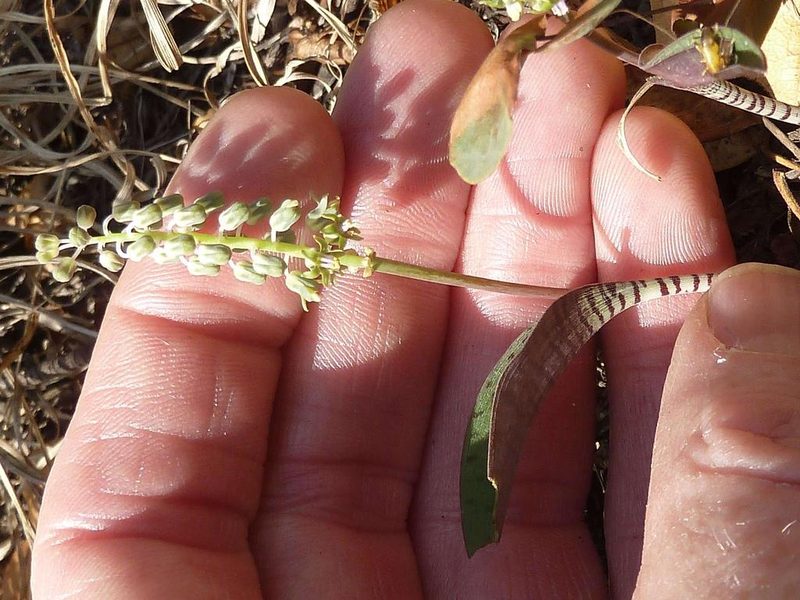 Ledebouria papillata, photographed by Andrew Hankey