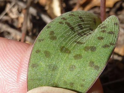 Ledebouria papillata, photographed by Andrew Hankey