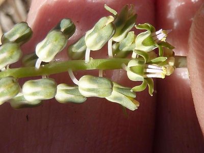 Ledebouria papillata, photographed by Andrew Hankey