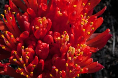 Haemanthus canaliculatus, photographed by magriet b