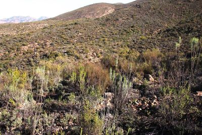 Restio gaudichaudianus, photographed by Tony Rebelo