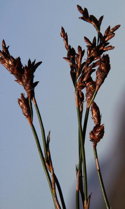 Restio luxurians, photographed by Tony Rebelo