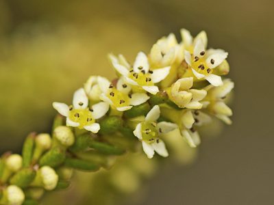 Micromyrtus littoralis, photographed by Tony Eales