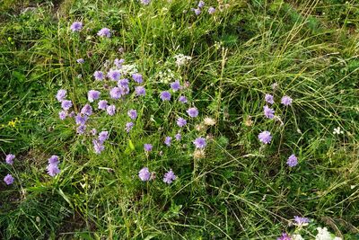 Scabiosa canescens, photographed by Patrick Hacker