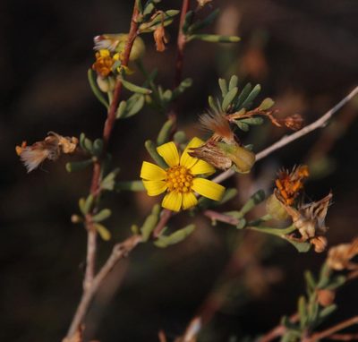 Othonna ramulosa, photographed by Tony Rebelo