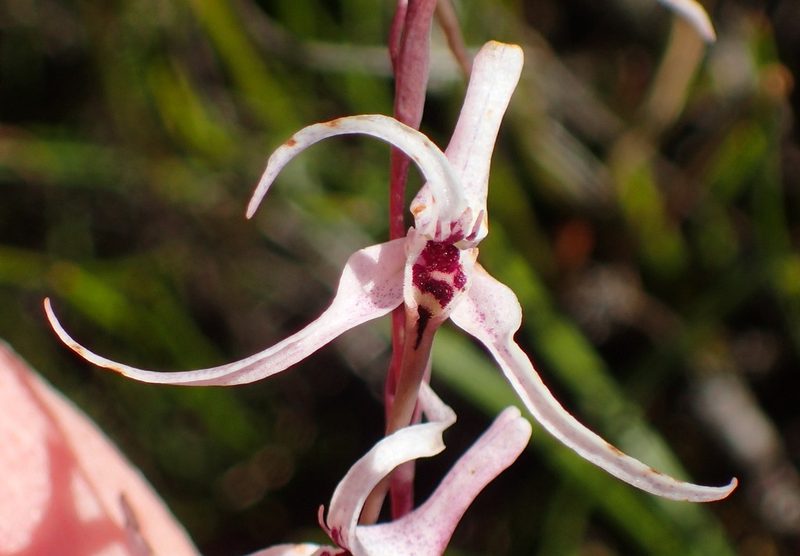 Disa biflora, photographed by Nicola van Berkel